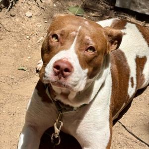 Ann Wilson, Terrier, American Pit Bull, adult, available for adoption