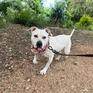 Angie, Terrier, Pit Bull, adult, available for adoption