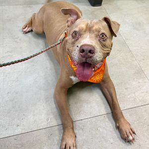 A brown dog with a pink tongue sticking out, wearing an orange bandana, lying on a tiled floor.