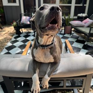 Amara, Boxer, adult, available for adoption