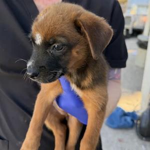 Autumn Squash, Retriever, Labrador, available for adoption