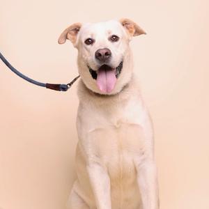 A light-colored dog with a happy expression, wearing a leash, sitting against a plain background.