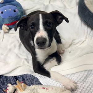 Aunt Chewy, Collie, Border, available for adoption