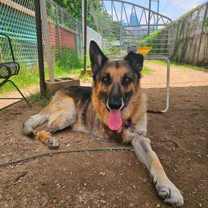 Aslan, Shepherd, German, senior, available for adoption