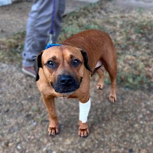A brown dog with a blue collar and a white bandage on its front right leg, standing on a gravel surface.