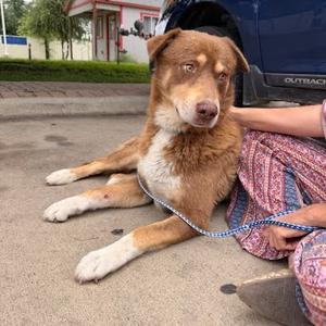 Augie, Shepherd, Australian, adult, available for adoption