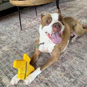 Balboa, Boxer, adult, available for adoption