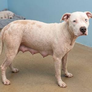 A light-colored pit bull standing on a concrete floor with a blue wall in the background.