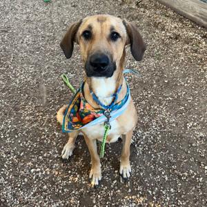 a brown and black dog wearing a colorful bandana and a blue collar, sitting on a gravel surface