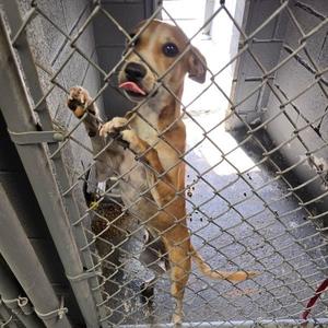 Aspen, Retriever, Labrador, adult, available for adoption