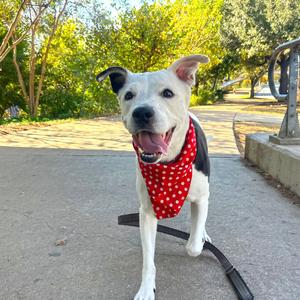 Antoinette, Terrier, Pit Bull, senior, available for adoption