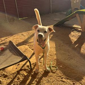 Autumn Equinox, Retriever, Labrador, adult, available for adoption