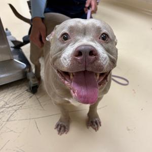 Alisha, Mixed Breed (Medium), adult, available for adoption