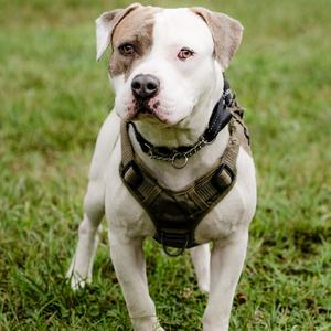 Apple Juice, Mixed Breed (Medium), adult, available for adoption