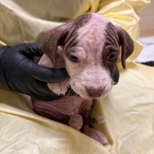 Bookwalter (gray), Mixed Breed (Medium), puppy, available for adoption