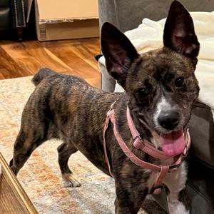 Cheetah, Mixed Breed (Medium), adult, available for adoption