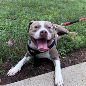 Donkey, Mixed Breed (Medium), adult, available for adoption