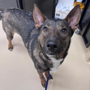 Landon, Mixed Breed (Medium), young, available for adoption