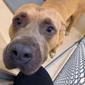 Marcel, Mixed Breed (Large), adult, available for adoption