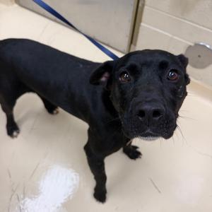 Bobby, Mixed Breed (Large), adult, available for adoption