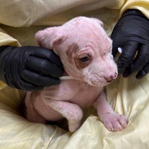 Davida (white), Mixed Breed (Medium), puppy, available for adoption