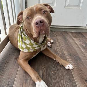 Heavyfoot, Mixed Breed (Large), adult, available for adoption