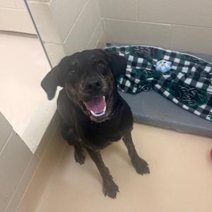 Draco, Mixed Breed (Medium), young, available for adoption
