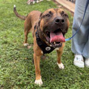 A brown dog with a black harness standing on grass, its tongue out and looking up.