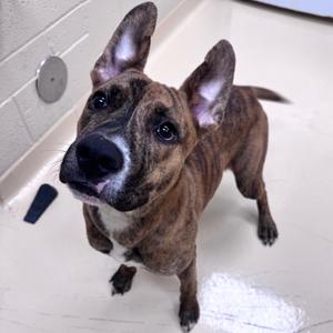 Beasley, Mixed Breed (Large), young, available for adoption
