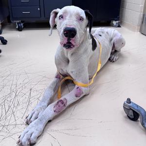 Baby, Great Dane, adult, available for adoption