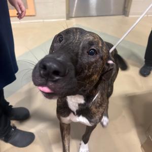 Mr. Bear, Mixed Breed (Large), young, available for adoption