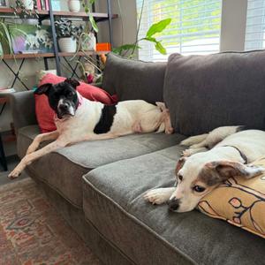 Beatrice, Mixed Breed (Medium), adult, available for adoption