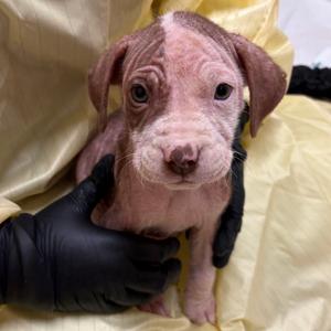 Jensen (purple), Mixed Breed (Medium), puppy, available for adoption
