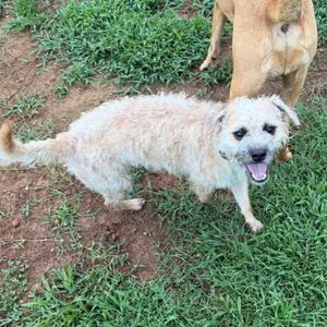 A light-colored dog with a shaggy coat is standing on grass, looking towards the camera with its mouth open. Another dog is partially visible in the background.