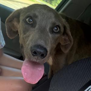 Hotdog, Mixed Breed (Medium), young, available for adoption