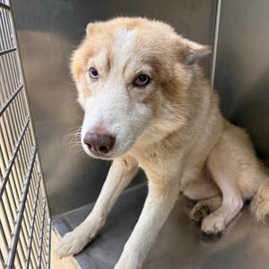 A light-colored dog with a white face and brown markings is sitting inside a metal cage. The dog has a somewhat sad expression, with its ears drooping and eyes looking directly at the camera. The background is a plain, metallic surface, likely the interior of a shelter or kennel.
