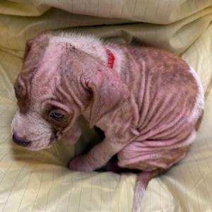 A small, wrinkled puppy with a red collar lying on a yellow blanket.