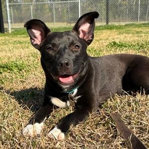 Kyleena, Mixed Breed (Medium), adult, available for adoption