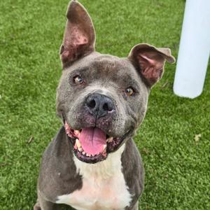 Carmen, Mixed Breed (Medium), adult, available for adoption