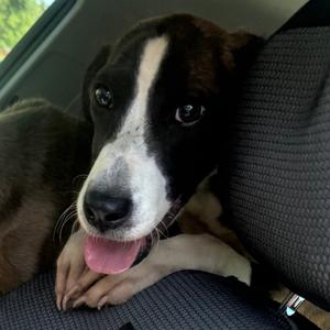 Hamburger, Mixed Breed (Medium), young, available for adoption