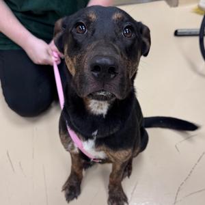 John, Mixed Breed (Medium), young, available for adoption