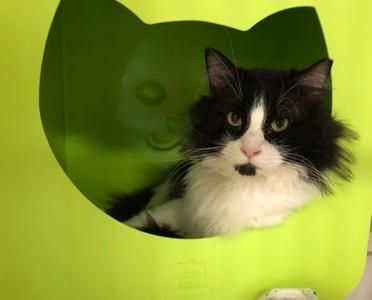 Baby Boy, adult, available for adoption