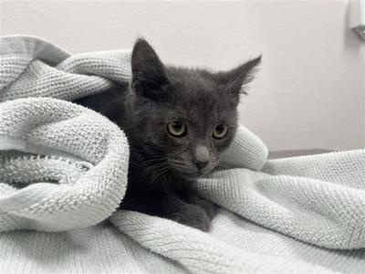 Link, kitten, available for adoption