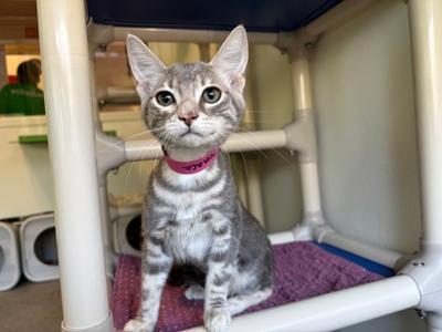 Donaca, kitten, available for adoption
