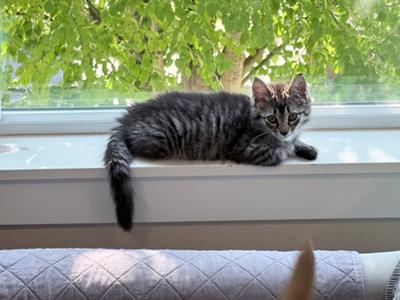 Stevia, kitten, available for adoption