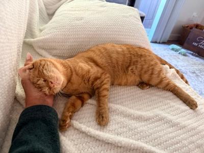 Winky, young, available for adoption