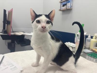 Boo Boo, kitten, available for adoption