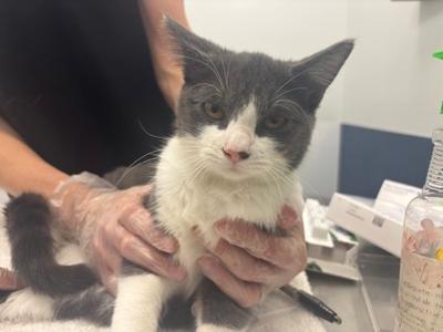 Mystery, kitten, available for adoption