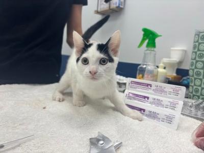 Hocus Pocus, kitten, available for adoption