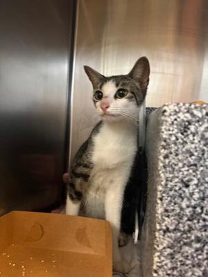 Annie, young, available for adoption